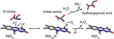 Biochemical Properties of Human D-amino Acid Oxidase Variants and Their Potential Significance in Pathologies